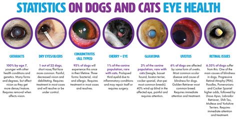 A rare eye dog condition that looks completely different than expected 16