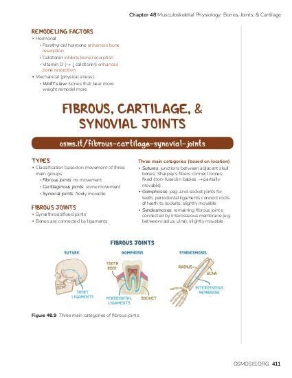 Fibrous Synovial Cartilaginous Joints