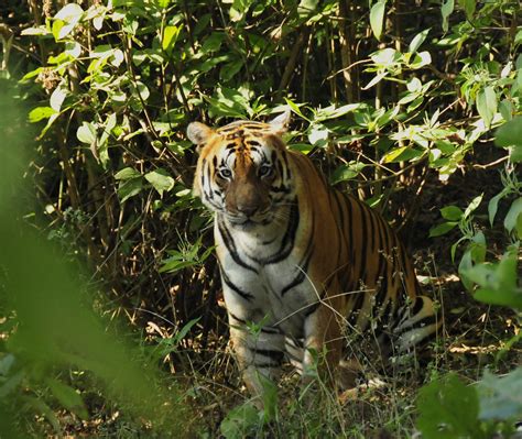 restoring  roar wwf india