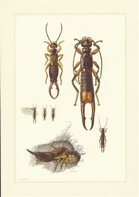 Original Vintage 1961 Earwig Insect Print Insectes D'europe Wall