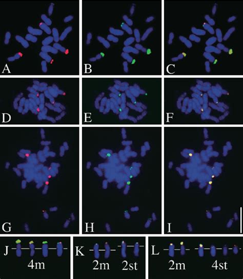 Figure From Physical Mapping Of S Rdna S Rdna And Telomere