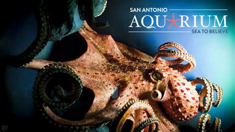 San Antonio Aquarium 37% Discount Deals