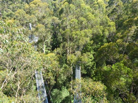 Otway Treetop Walk