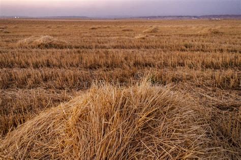 Season Of Hay Harvest Editorial Image Image Of Clean 187293315