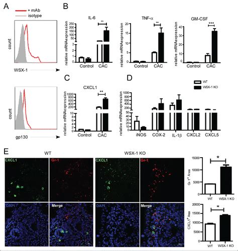 Full Article Protective Function Of Interleukin In Colitis