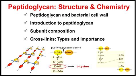 Peptidoglycan Structure And Chemistry Of Peptidoglycan Part 2 Of