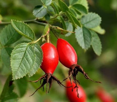 What are the Benefits of Rosa Mosqueta Oil