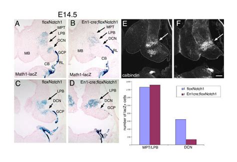 Short Term Fate Map Of Math Lacz Cells Generated After Conditional