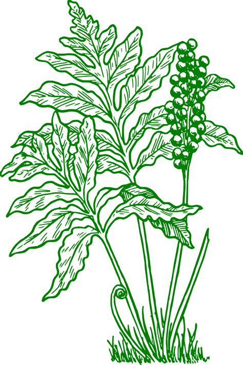 Fern Plant Drawing