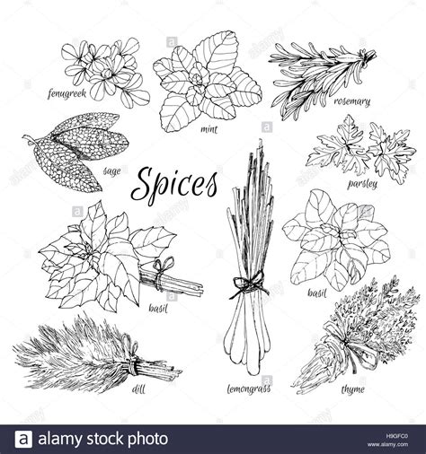 Collection Of Herbs Hand Drawn Graphic Illustrations Stock Photo Alamy