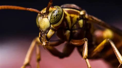 5 Questions Answered What Are “murder Hornets” And Are They Really Dangerous