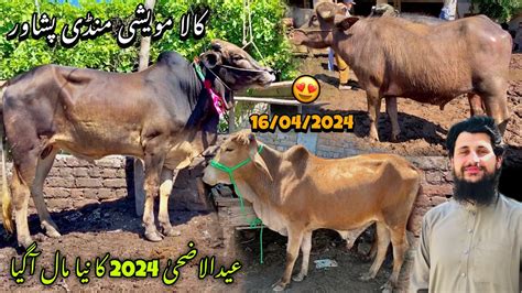 Kala Maweshi Mandi Peshawar 16 04 2024 New Updates Eid Ul Azha 2024