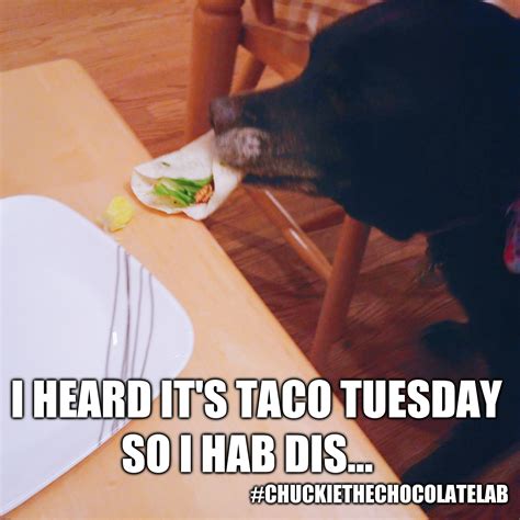 Sexy Taco Tuesday Meme