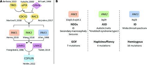 Overview Of Group 1 PAKs In NDDs A Genes Of The RAC1 CDC42 Pathway