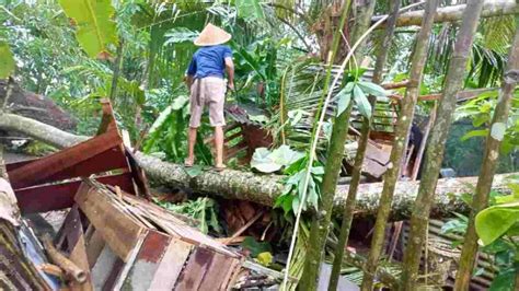 Disapu Angin Kencang Pohon Tumbang Timpa Rumah Warga Purwadadi Ciamis