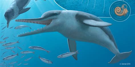 Ancient Whale Species Echovenator Had Ultrasonic Hearing And Used