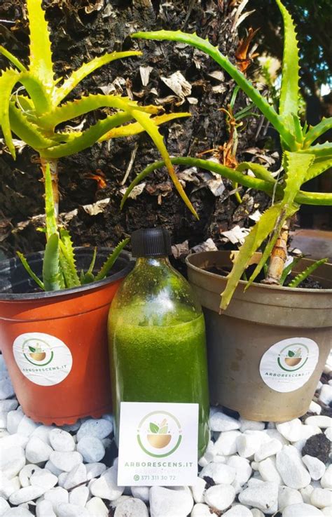 Succo Di Aloe Arborescens E Miele Ricetta Di Padre Zago Gr L