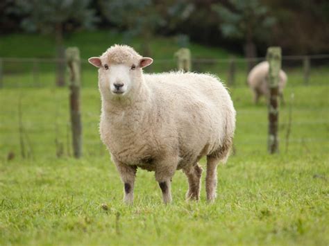 Using Sheep Manure As Fertilizer Is Composted Sheep Manure Safe For