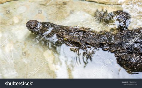 Saltwater Crocodile Indopacific Crocodile Bangkok Thailand Stock Photo ...
