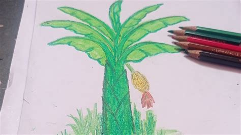 How To Draw Banana Tree Step By Step Easy Banana Tree Drawing Youtube