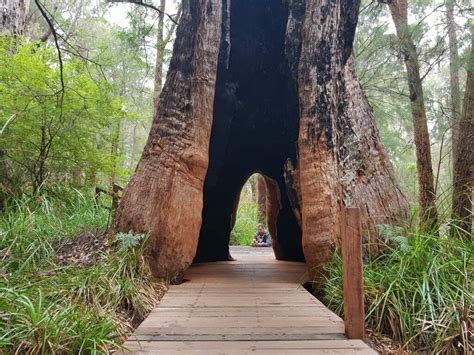 WA Trails | Valley of the Giants | Off The Beaten Track WA