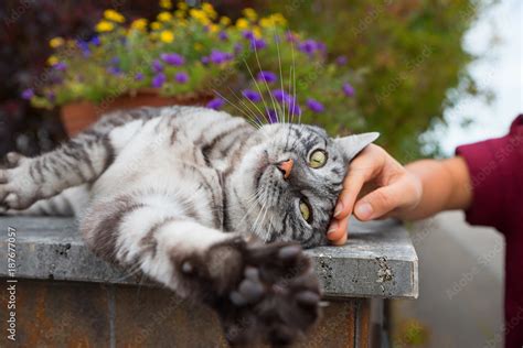 getigerte Katze genießt Streicheleinheiten foto de Stock Adobe Stock