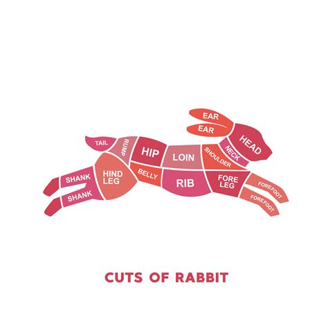 vector illustration guide Meat cuts set. rabbit Butcher Poster diagrams