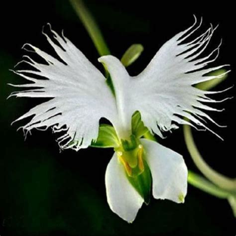 Sementes De Orquidea Pomba Branca Escorrega O Pre O