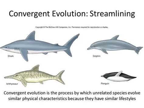 Convergent Evolution Examples In Fish