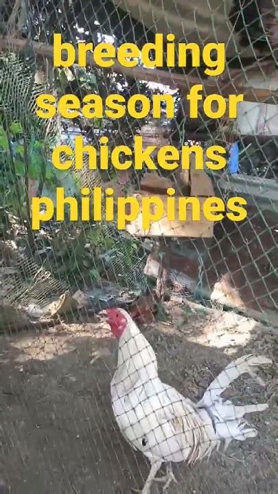 Breeding Season For Chickens Philippines Gamefarm Gamefowl Youtube