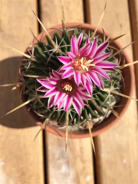 Stenocactus Sp Trees To Plant Cacti And Succulents Planting Succulents