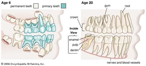 Anatomy Of A Molar Tooth - Anatomical Charts & Posters