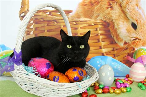 Download Free 100 + easter cat Wallpapers