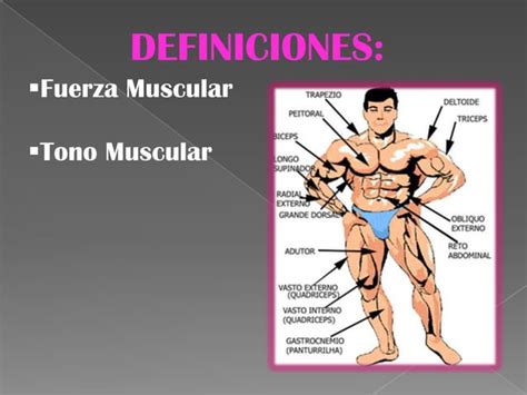 Fuerza Y Tono Muscular Ppt