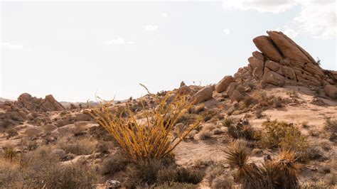 The Joshua Tree House Joshua Tree Tucson Vacation Rentals