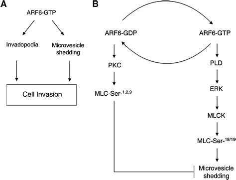 ARF6 Regulated Shedding Of Tumor Cell Derived Plasma Membrane