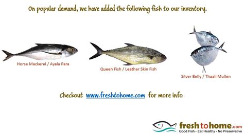 Queen Fish Archives - Freshtohome.com