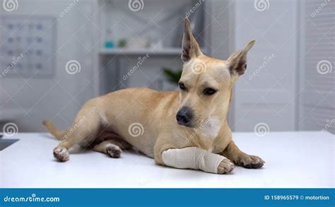 Injured Dog With Wrapped Paw Lying On Animal Clinic Table First Aid