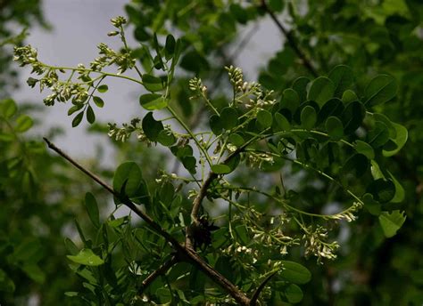 25 Dalbergia melanoxylon Seeds , African Blackwood Seeds — Seeds And ...