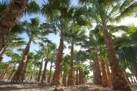 Palm Tree Farm – Natural History Photography Blog