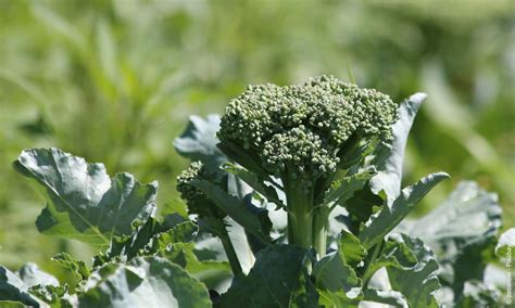 Blumenkohl Brassica Oleracea Var Botrytis Steckbrief