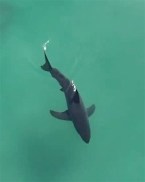 Surfer Mauled by Shark in South Australia - Surfer