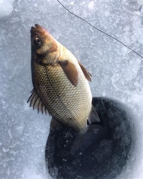 Ice Fishing For White Perch On Panther Pond Raymond Maine February 2