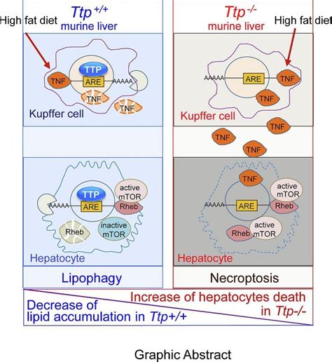 Metformin Induced TTP Mediates Communication Between Kupffer Cells And