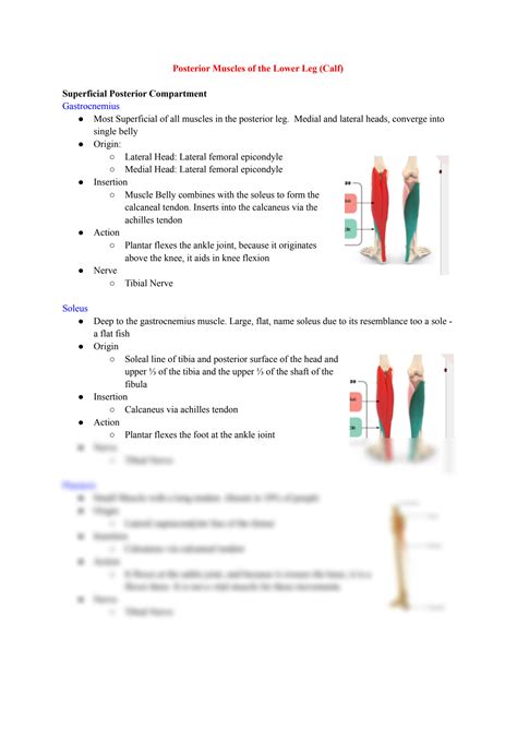 SOLUTION: Muscle Anatomy and Function of the Calf: Athletic Therapy ...