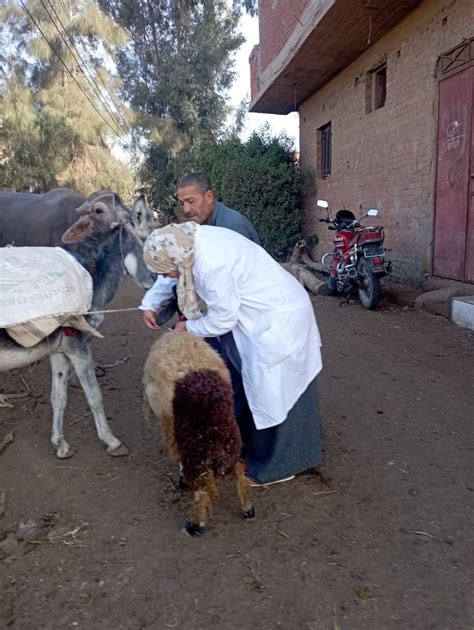 بيطري المنوفية تحصين 154 ألف رأس ماشية ضد مرض الجلد العقدي وجدري