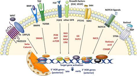 Frontiers HOX Genes In Stem Cells Maintaining Cellular Identity And