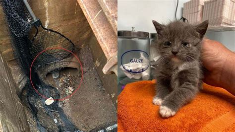 Gato Preso Em Bueiro Chora Por Ajuda E D Trabalho Aos Socorristas