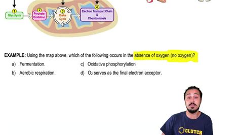 Animation: Overview of Cellular Respiration | Pearson+ Channels