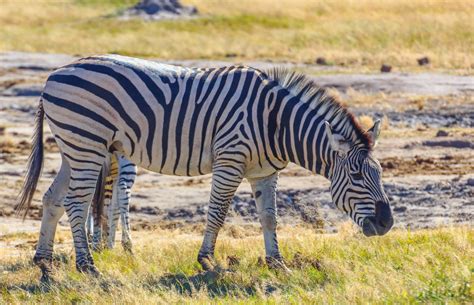 Cannundrums: Burchell's Zebra